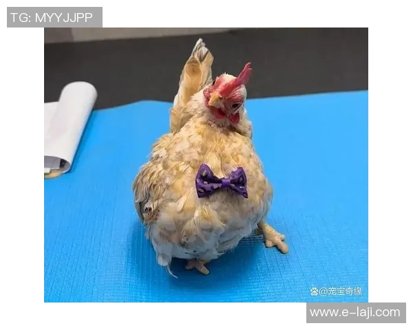 足球球星与猫咪的亲密日常 揭开他们与爱宠之间的温馨故事